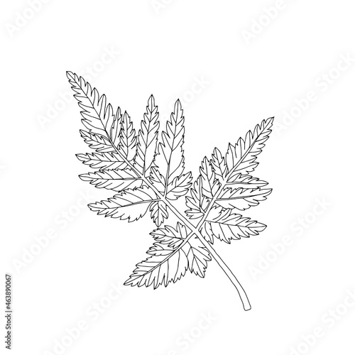 Illustration of a black parsley leaf isolated on a white background © Tatiana Kuklina