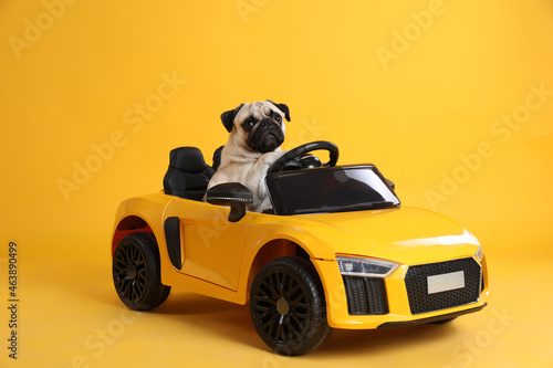 Adorable pug dog in toy car on yellow background photo