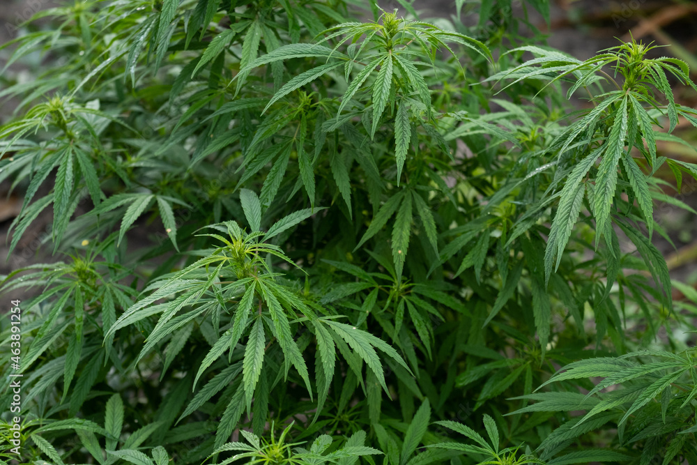 Cannabis Flowers Outdoor. Own cultivation of marijuana in the garden. Cannabis Flowers Outdoor. Own cultivation of marijuana in the garden.