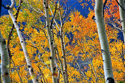 Fotografie Golden aspens mark the onset of autumn in Colorado's Summit County