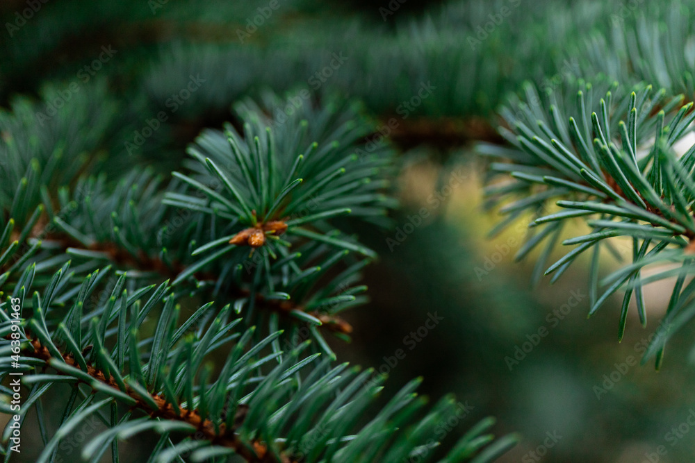 Fluffy Fir branch in close up. The concept of Christmas. Space for text. Fluffy Fir branch in close up. The concept of Christmas. Space for text.
