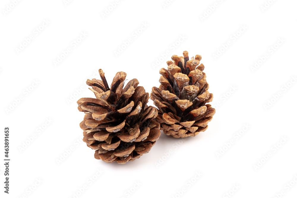 Pine cones isolated on a white background, photography Pine cones isolated on a white background, photography