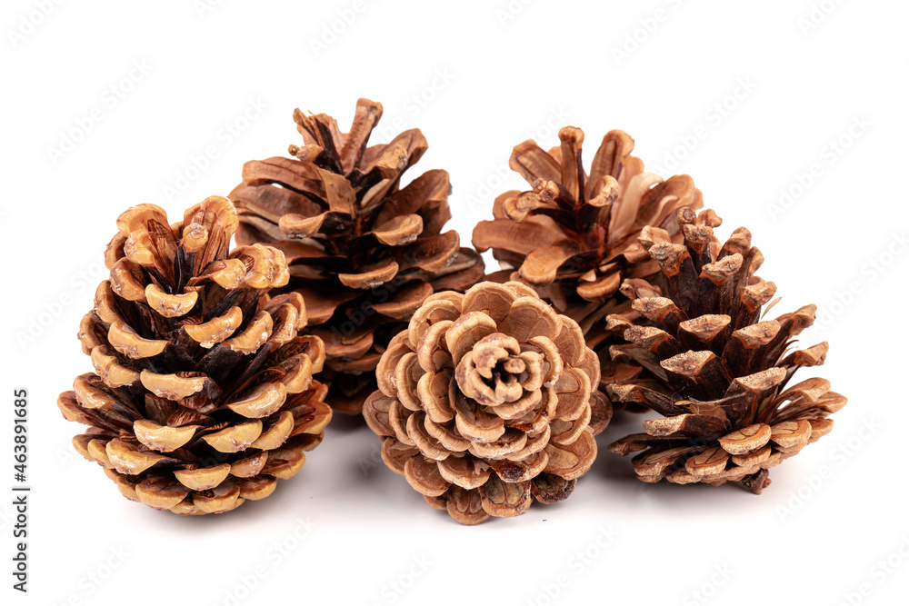 Pine cones isolated on a white background, photography Pine cones isolated on a white background, photography