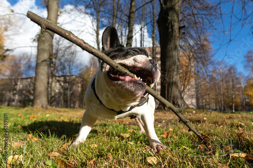 Принти на полотні French Bulldog on a walk gnaws off a stick
