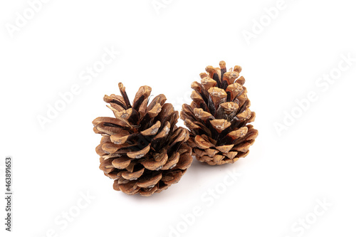 Pine cones isolated on a white background, photography