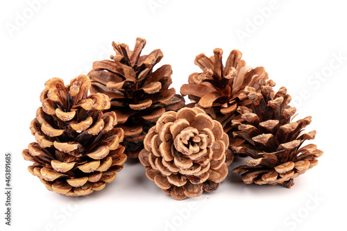 Pine cones isolated on a white background, photography