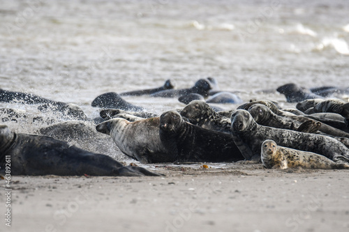 seal on the beach