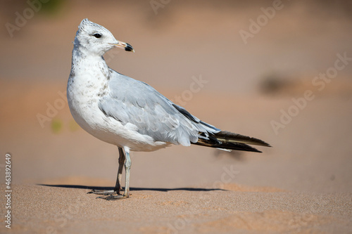 seagull on the beach