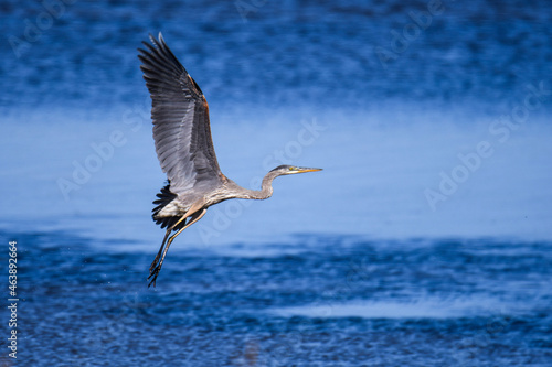 great blue heron