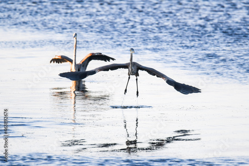 flamingo in water