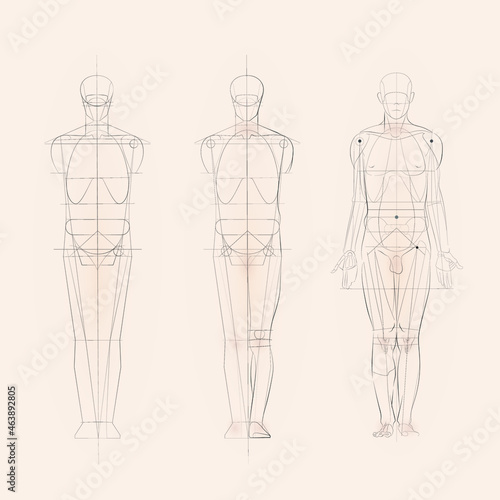 Human body artistic anatomy drawing 
 photo