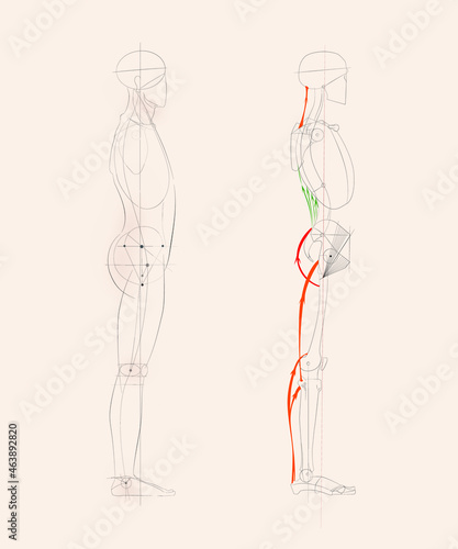 Human body artistic anatomy drawing side view