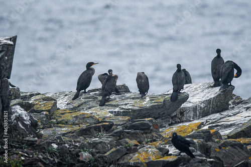 group of penguins