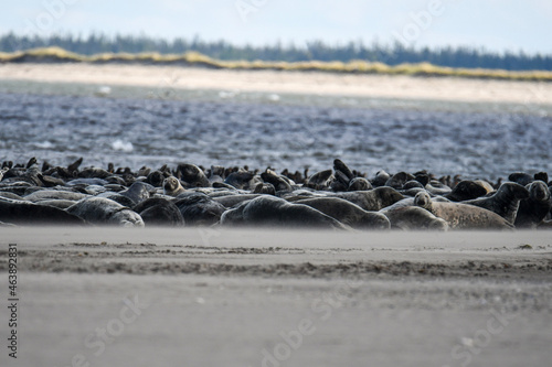 flock of seagulls