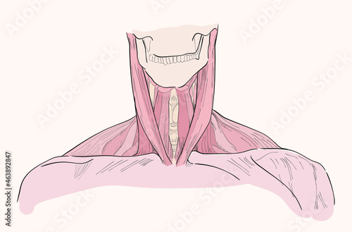 The muscles of the throat and nape, 
 neck Front view. Neck anatomy