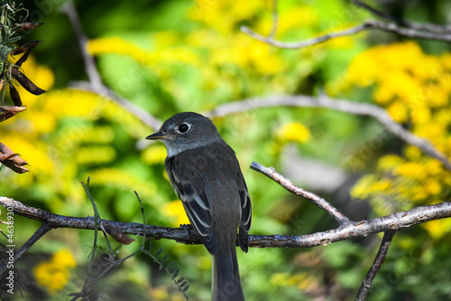 blackbird on a branch