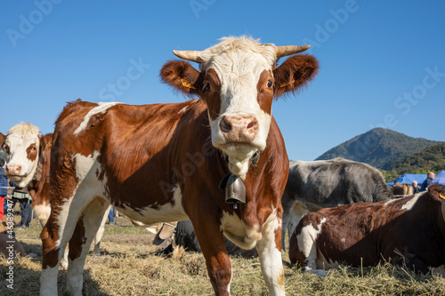 Cows at a cattle fair