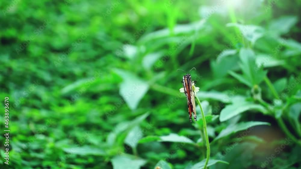 butterfly on flower on nature background in slow motion. butterfly on flower on nature background in slow motion.