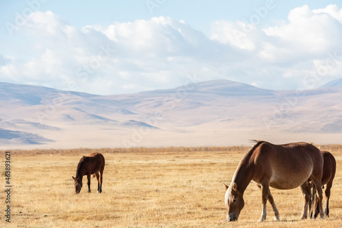 Several horses graze in a field against the background of the Altai Mountains.