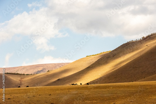 Several horses graze in a field against the background of the Altai Mountains.