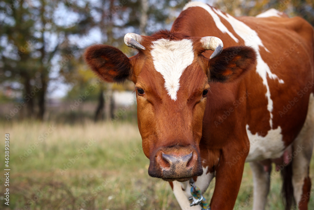 Head of a red cow close-up side view against a background of greenery