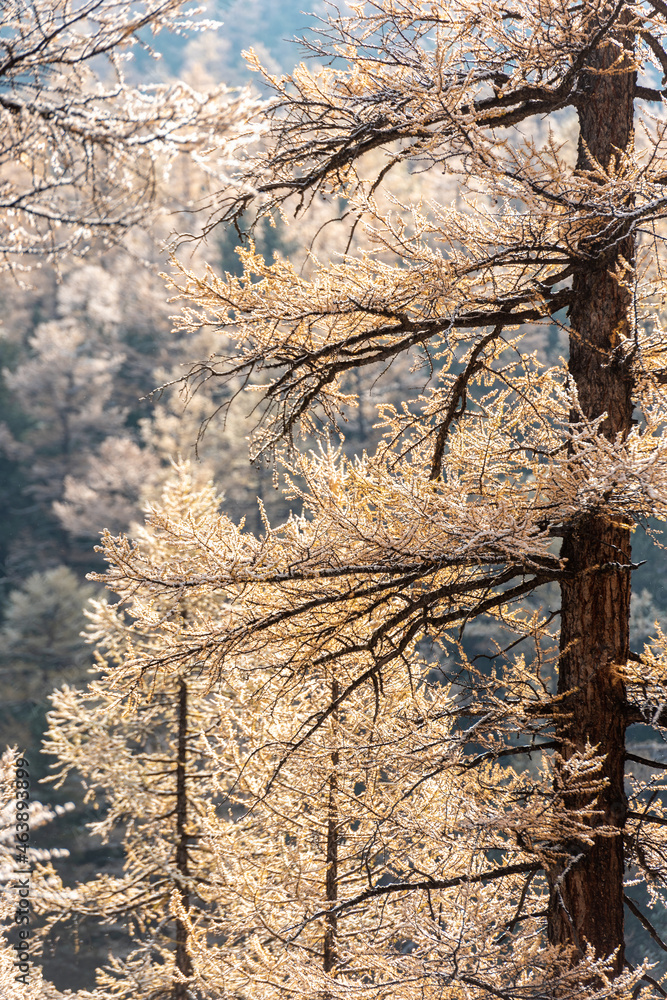 Blurred winter forest background. The winter landscape is soft focus. Blurred winter forest background. The winter landscape is soft focus.