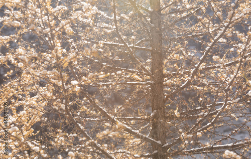 Blurred winter forest background. The winter landscape is soft focus.