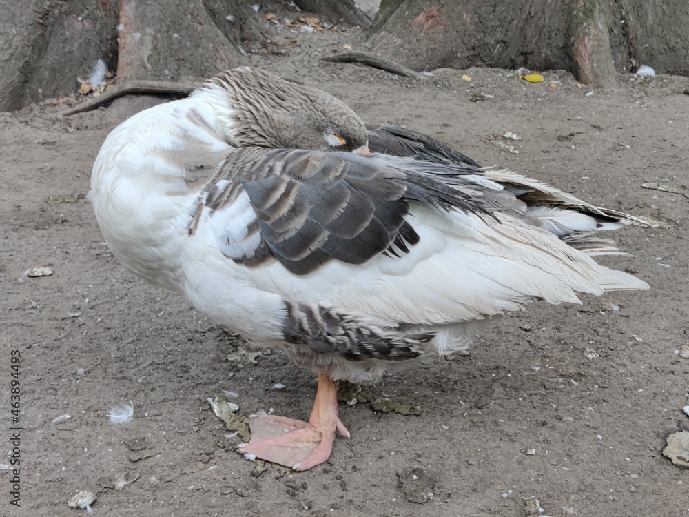 Obraz premium two ducks on the beach