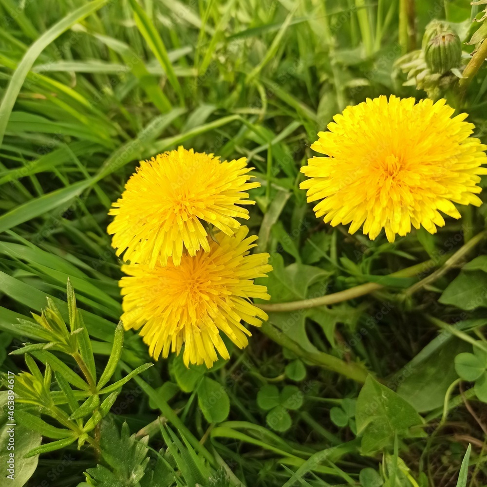 yellow dandelions in grass yellow dandelions in grass
