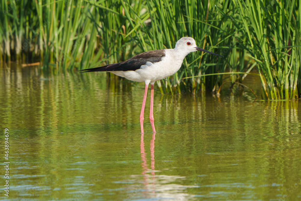 Black winged stilt (Himantopus himantopus) standing in shallow water. Black winged stilt (Himantopus himantopus) standing in shallow water.