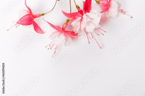 Autumn flowers composition. Frame made of pink fuchsia flowers on white background. Flat lay photo