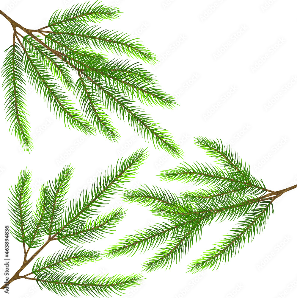 Three vector spruce fir tree branches. isolated illustration
