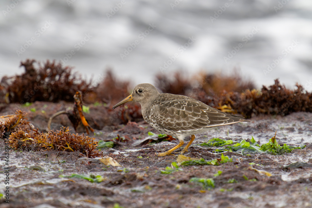 Purple sandpiper, Calidris maritima Purple sandpiper, Calidris maritima