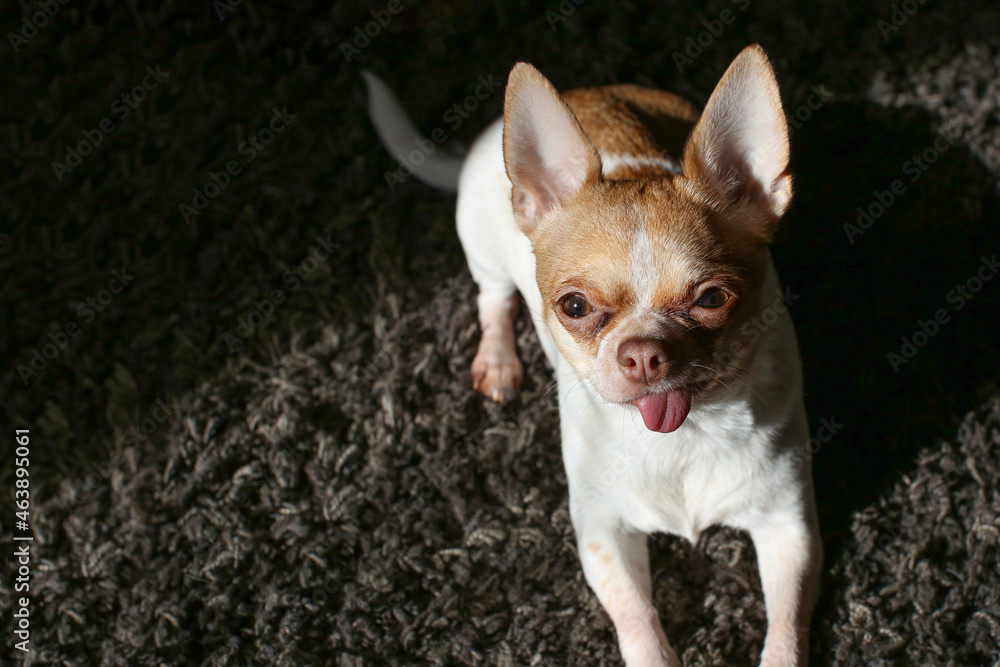 A Chihuahua dog sits on a carpet, basking in the sun. The dog stuck out his tongue. The dog is two years old. Female. A Chihuahua dog sits on a carpet, basking in the sun. The dog stuck out his tongue. The dog is two years old. Female.