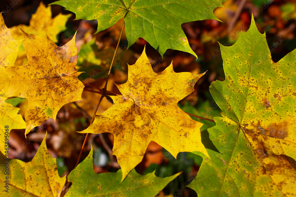 Yellow leave surrounded by green leaves on a branch. Autumn nature background Yellow leave surrounded by green leaves on a branch. Autumn nature background