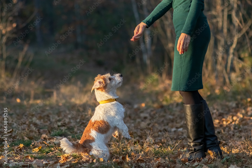 Wire-haired Jack Russell Terrier puppy stands in front of a girl's feet in an autumn park