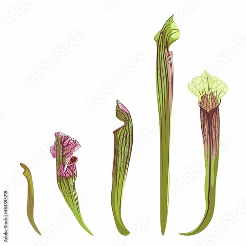 Potted tropical Sarracenia. Domestic Tropical Decorative plant Sarracenia with open trap. Graphic Design Elements Isolated on white Background. 