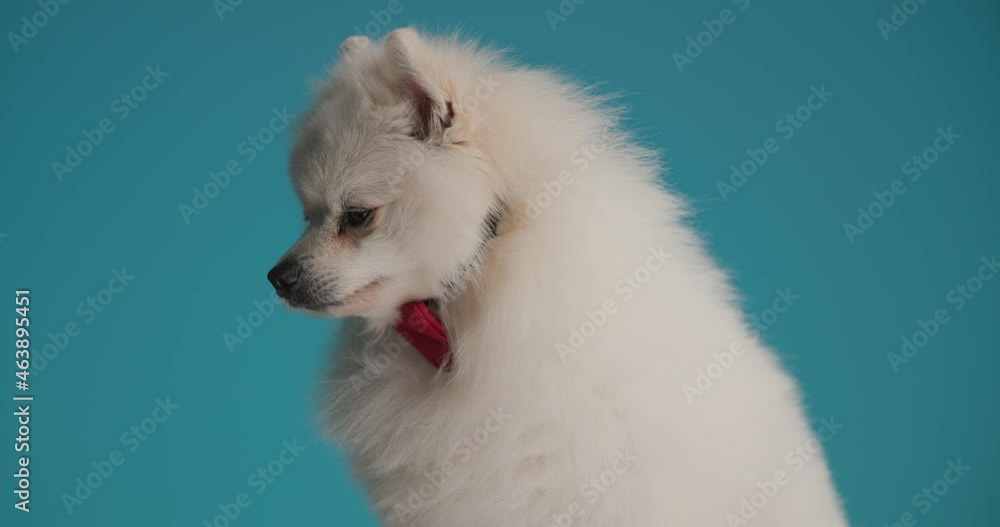 pomeranian dog looking to side and licking his mouth, wearing a red bowtie, panting and feeling happy pomeranian dog looking to side and licking his mouth, wearing a red bowtie, panting and feeling happy