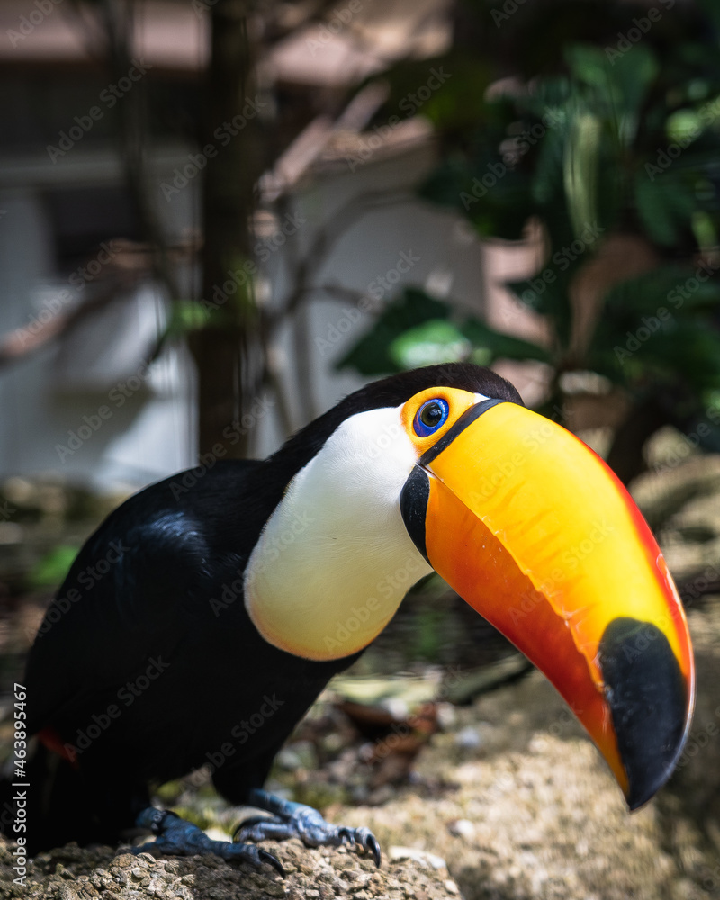 Fototapeta premium toucan in the jungle