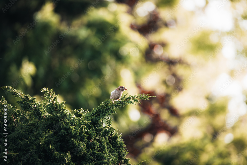 Fototapeta premium Shallow focus shot of a tiny beautiful bird sitting on a pine branch.