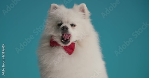 beautiful pomeranian dog with a bowtie at neck is panting and feeling happy, licking his mouth photo