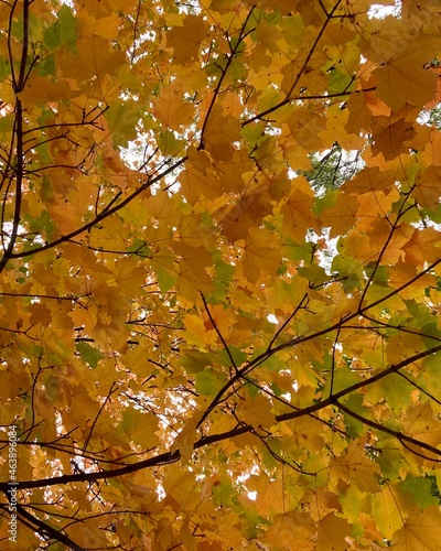 Golden autumn orange yellow green maple leaf tree in the woods background photo
