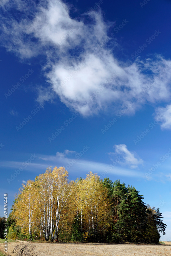 Sunny day in October. Golden autumn. Bright birch trees against the blue sky. Vertical shot. Sunny day in October. Golden autumn. Bright birch trees against the blue sky. Vertical shot.