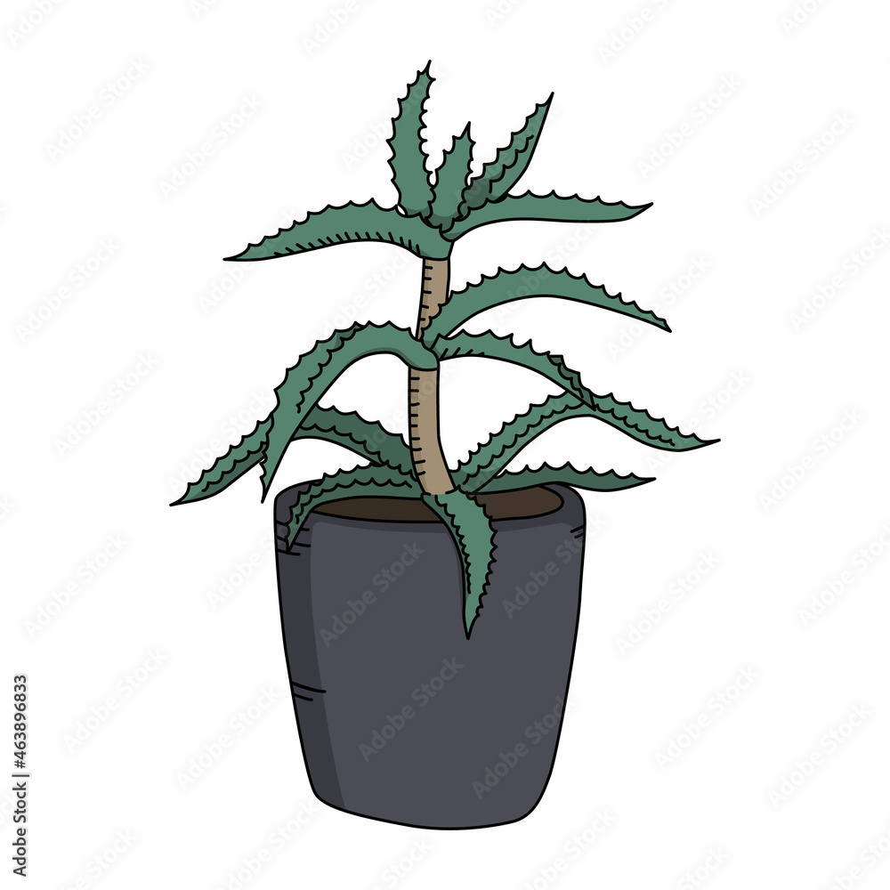 Aloe arborescens in doodle style. Cute cartoon krantz aloe. Colorful vector illustration isolated on white background Aloe arborescens in doodle style. Cute cartoon krantz aloe. Colorful vector illustration isolated on white background