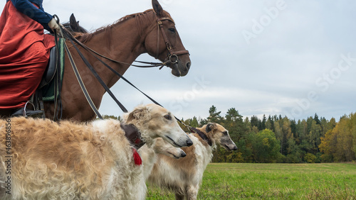 Beautiful russian borzoi or greyhound dogs with horse. Close-up view of dogs and hotse heads. Animal concept. photo