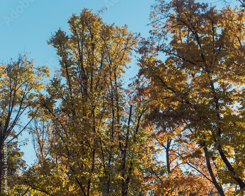 autumn in the park