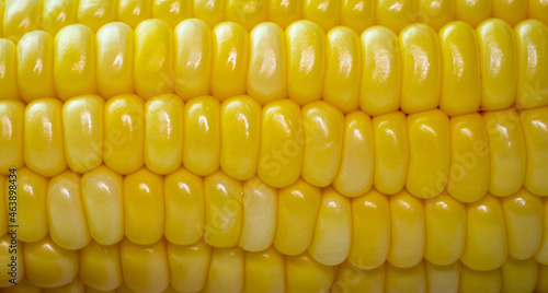 close up The corn kernels a...