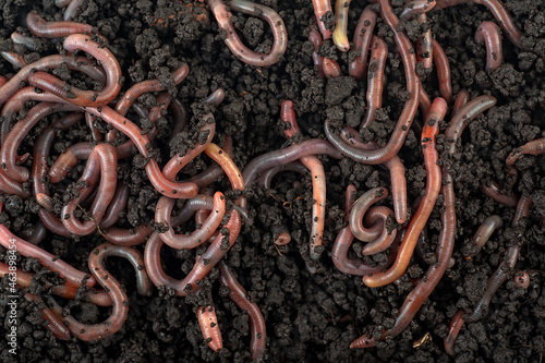 Group of earthworms in black soil as background. Gardening concept. Garden compost and worms.