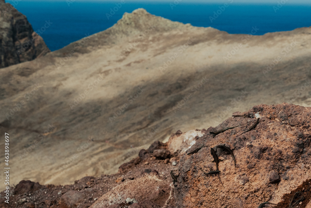 The home of lizard - Madeira - High Quality image