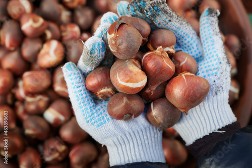 Red Dutch tulip bulbs